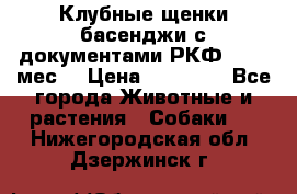 Клубные щенки басенджи с документами РКФ - 2,5 мес. › Цена ­ 20 000 - Все города Животные и растения » Собаки   . Нижегородская обл.,Дзержинск г.